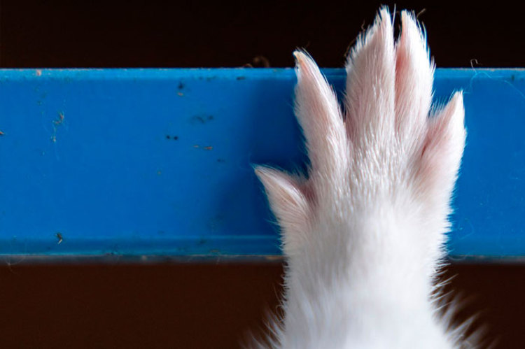 پاندمی راسوها دیگر یک شوخی نیست پاندمی راسوها دیگر یک شوخی نیست