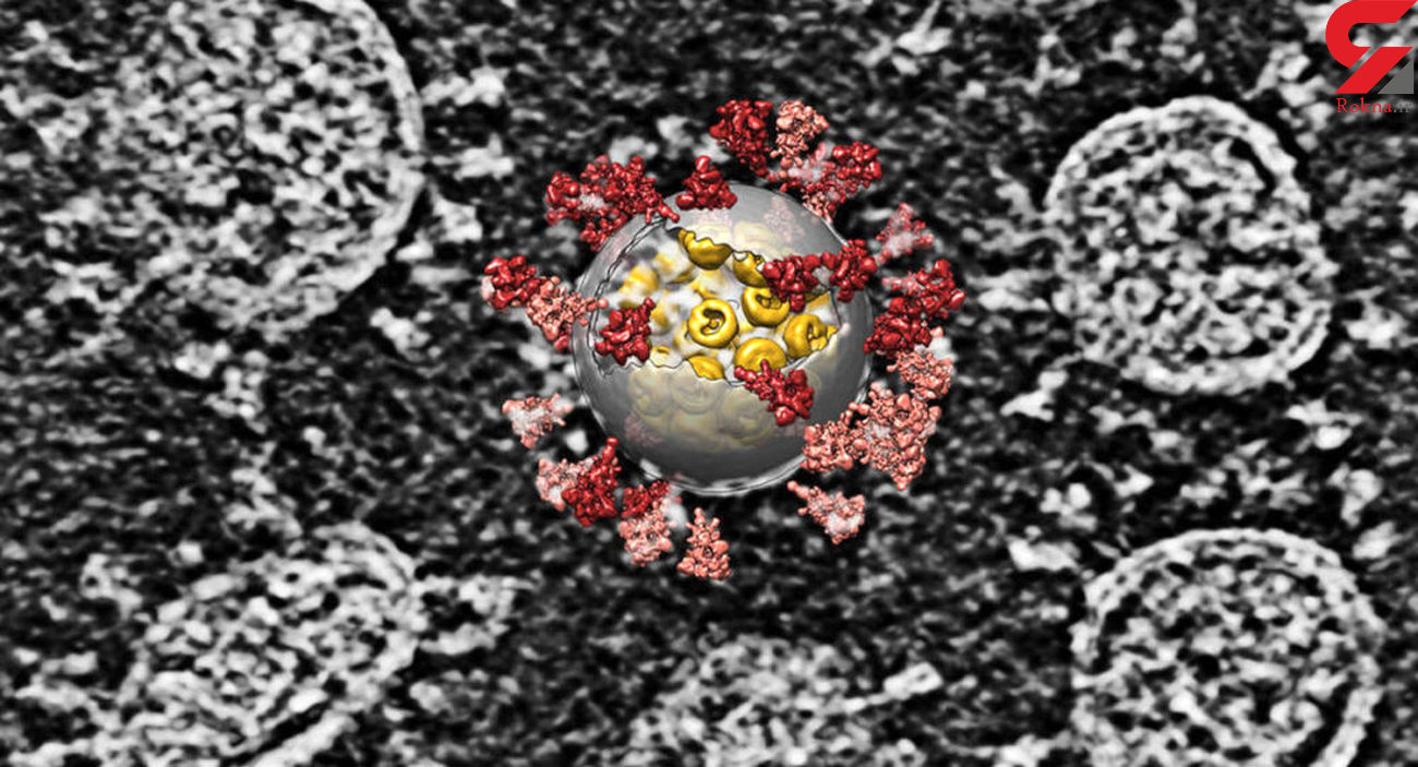 کرونا مغز انسان را می خورد کرونا مغز انسان را می خورد