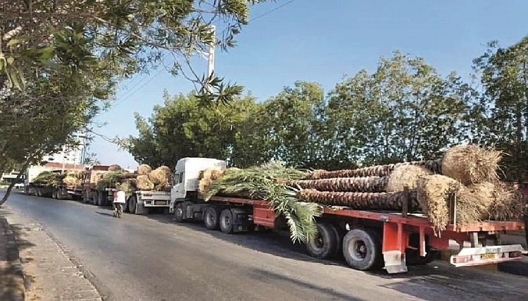 جزئیات تازه از صادرات نخل ایران به قطر/ تاکنون ۳ هزار و ۷۰۰ نفر نخل صادر شده است