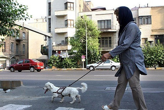 الان مشکل مملکت ما، حیوانات خانگی‌ست؟