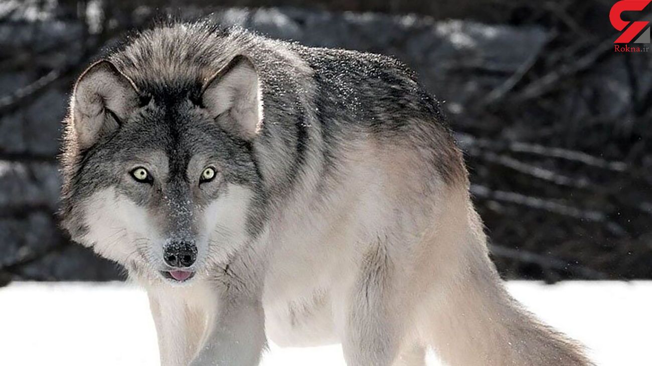 حمله گرگ به دو زن و یک مرد همدانی در داخل شهر / ظهر و عصر امروز رخ داد حمله گرگ به دو زن و یک مرد همدانی در داخل شهر / ظهر و عصر امروز رخ داد