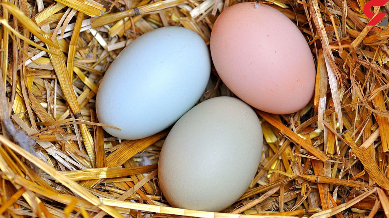 ویتامین های موجود در تخم مرغ