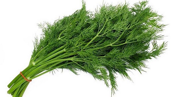 خواص جالب و درمانی شوید خواص جالب و درمانی شوید