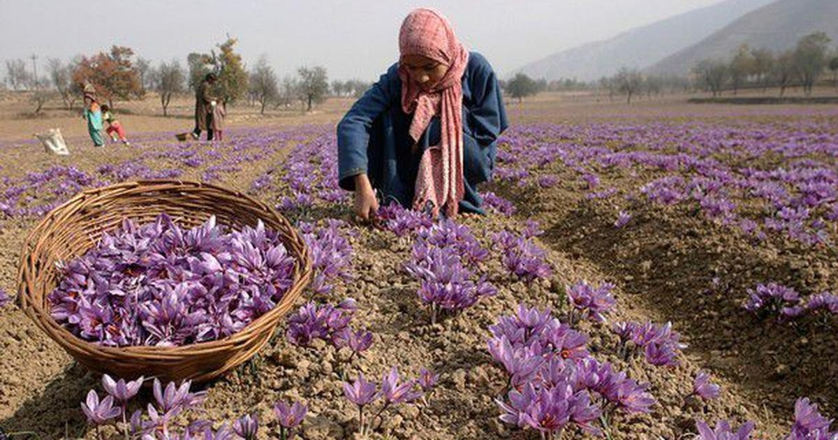 زعفران امسال چقدر گران شد؟ +جدول قیمت