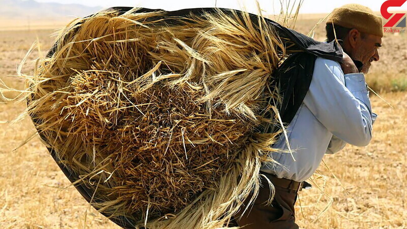 پرداخت مطالبات گندمکاران برای چندمین بار عقب افتاد!