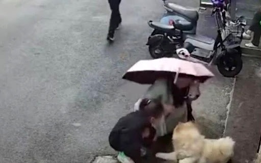 عاقبت هولناک نوازش یک سگ در خیابان (۱۶+) عاقبت هولناک نوازش یک سگ در خیابان (۱۶+)