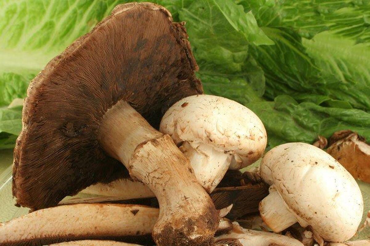 شیوع مسمومیت‌های ناشی از قارچ در کشور