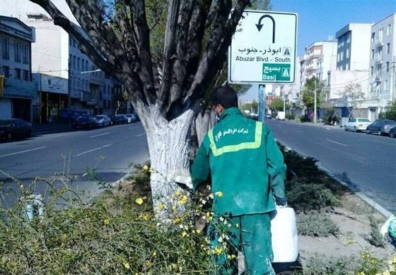 هشدار به تهرانی‌ها؛ از لمس این نوع درختان خودداری کنند