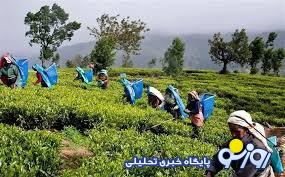 بفرمایید؛ چای با طعم نفت!