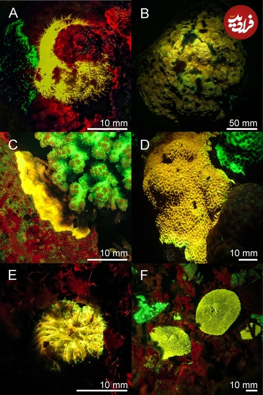 موجوداتی با درخشش‌های خیره‌کننده در اعماق دریا