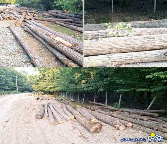 پیمانکار الیمالات بر قطع سه هزار اصله درخت اعتراف کرده است پیمانکار الیمالات بر قطع سه هزار اصله درخت اعتراف کرده است