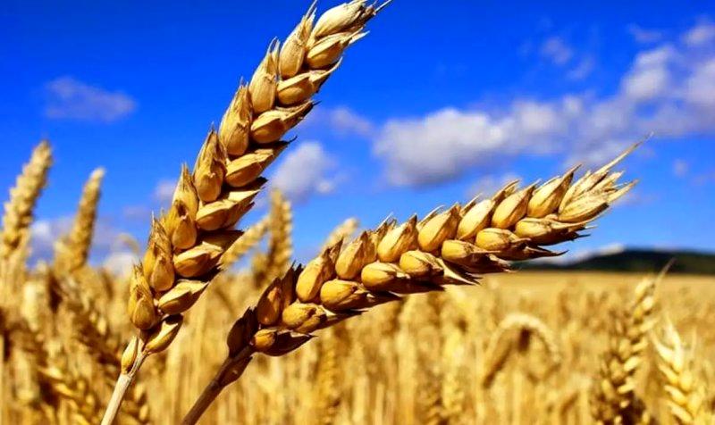 گندمکاران بخوانند/ چرا قیمت گندم زیاد نشد؟ گندمکاران بخوانند/ چرا قیمت گندم زیاد نشد؟