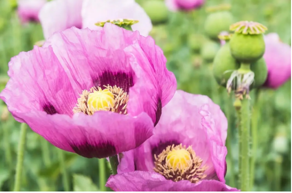 جایگزین شربت تریاک رونمایی شد جایگزین شربت تریاک رونمایی شد