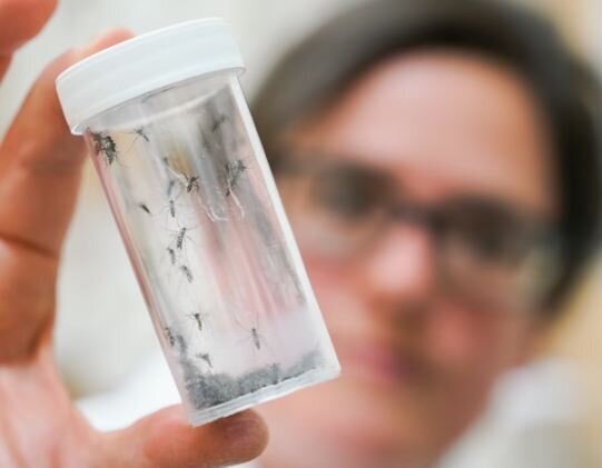 اروپا در آستانه شیوع یک ویروس گرمسیری