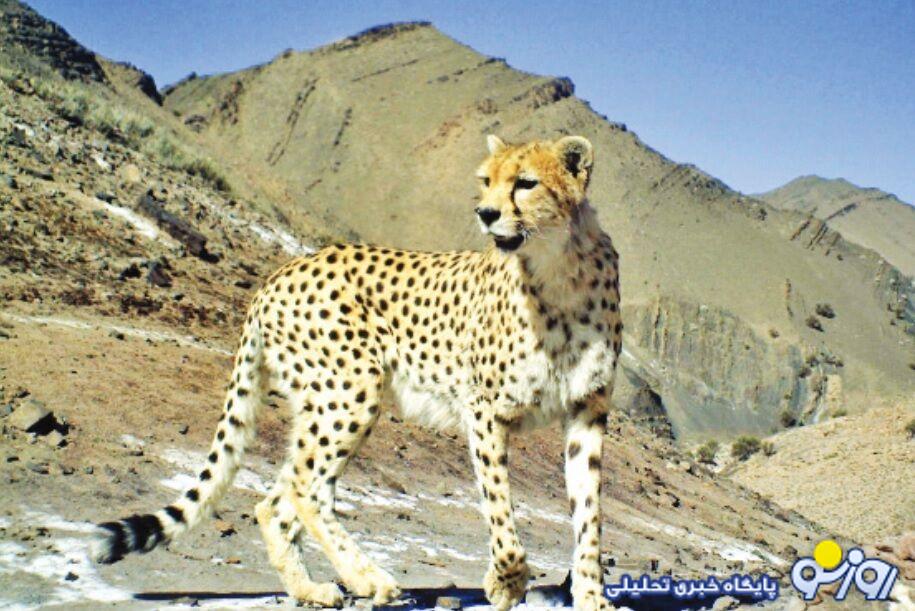 یوزپلنگ هلیا فرزند یوزپلنگ هَرب در سلامت کامل پیدا شد
