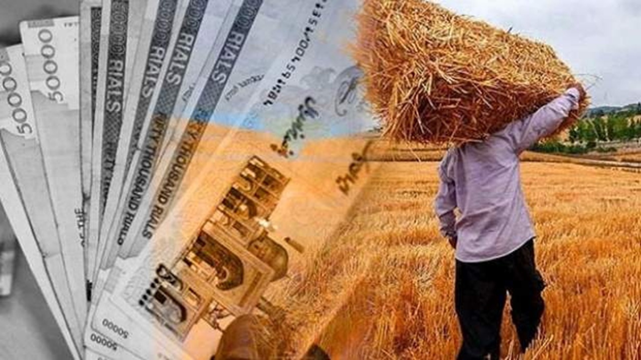 حکایت تلخ گندمکاران فریمان از تاخیر در دریافت مطالبات