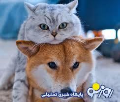 زمانی وارد کردن بیل و کلنگ سوژه رسانه‌ها بود حالا واردات سگ و گربه عادی شده است!