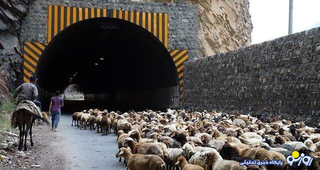 این دفعه حیوانات جاده چالوس را بستند!