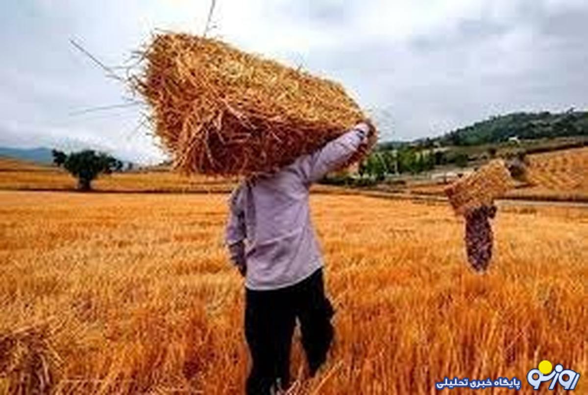 خبر مهم برای گندم‌کاران