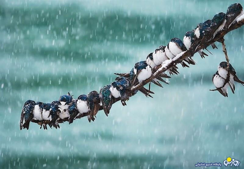 دلیل اصلی نباریدن باران چیست؟ دلیل اصلی نباریدن باران چیست؟