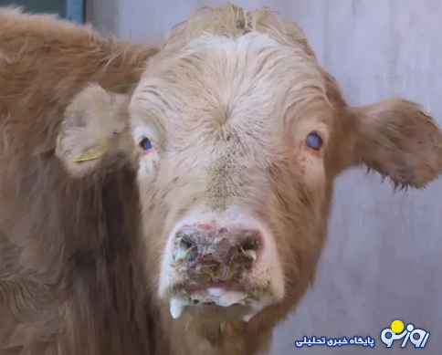 دام آلوده از کشورهای همسایه وارد ایران شد دام آلوده از کشورهای همسایه وارد ایران شد