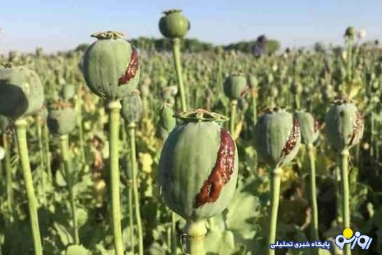 کشت خشخاش آغاز شد؟ کشت خشخاش آغاز شد؟