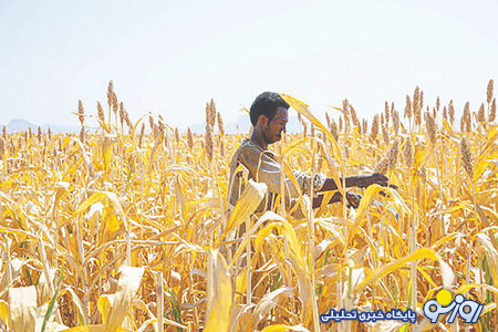 فائو در خصوص غذا هشدار داد