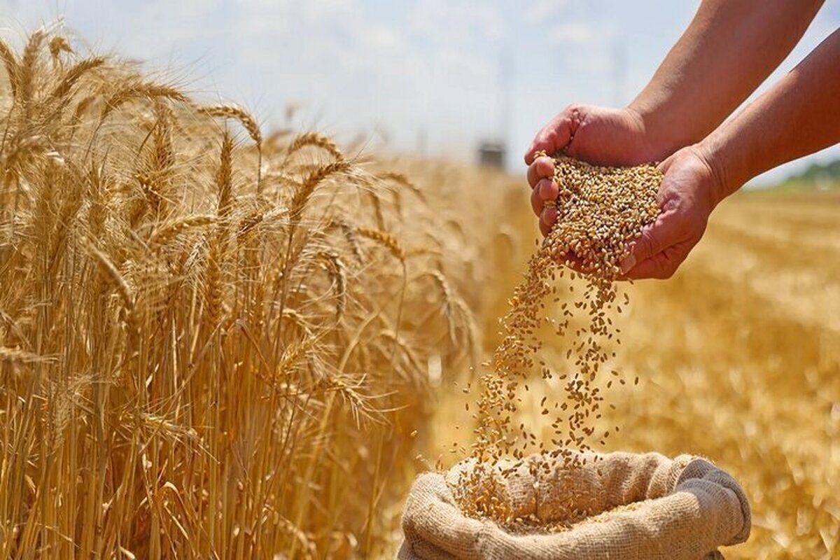 واریزی جدید دولت برای گندم‌کاران / مطالبات تا این تاریخ تسویه شد