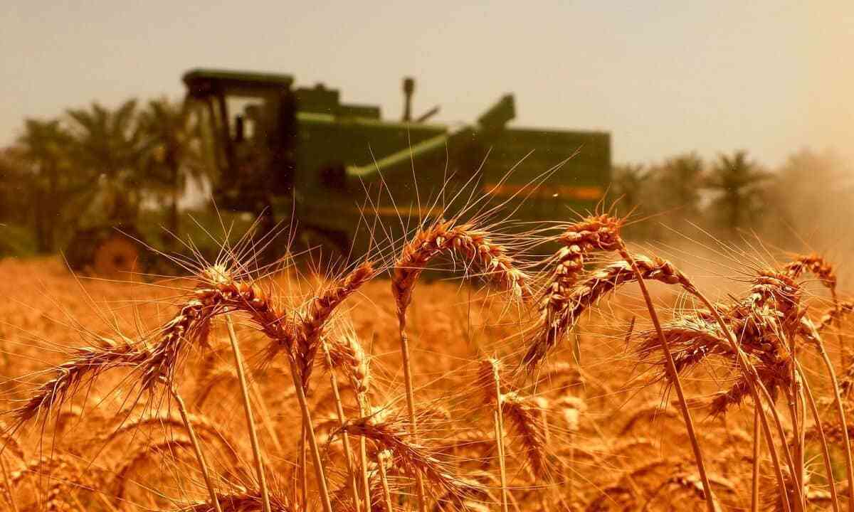 خوشه‌های گندم با جیب‌های خالی راهی غربت افغانستان شدند!