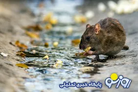 موذی‌های مزاحم پایتخت!