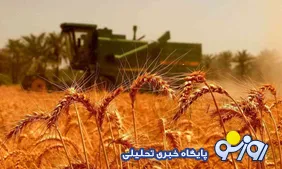 خوشه‌های گندم با جیب‌های خالی راهی غربت افغانستان شدند!