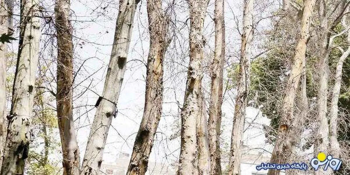 درخت‌کُشی در تهران از قیطریه تا ستارخان